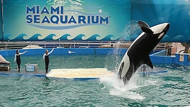 Kate del Castillo pide al Seaquarium de Miami que libere a la orca Lolita