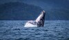 Nadar con ballenas está prohibido: Miambiente recuerda las normas de avistamiento