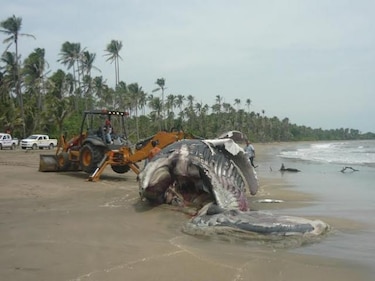 Peso de ballena dificulta labores para enterrarla