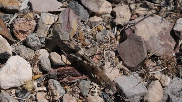 Una invasión de saltamontes llega a Las Vegas