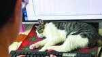 Gatos contra el estrés laboral
