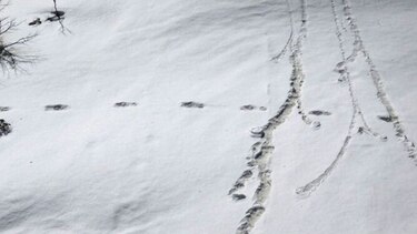 Nepal descarta el hallazgo de las ‘huellas’ del Yeti