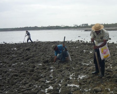 Contaminación del río Guararé pone en peligro sitio de reproducción de longorones en el Pacífico de Azuero
