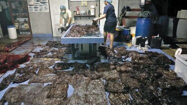 Muere una ballena después de tragarse 80 bolsas de plástico