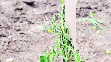 Hongos que afectan la producción agrícola