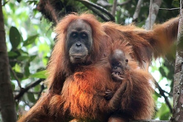 Descubren una nueva especie de orangután en Indonesia