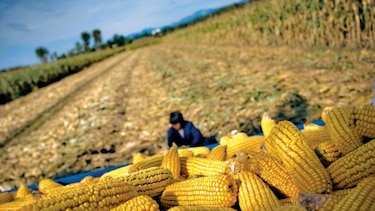 México busca exportar más plátano y cerdo hacia Pekín
