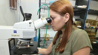 Científica panameña busca salvar a la rana dorada  de la  extinción