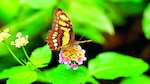 Santuarios de mariposas