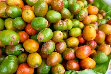 La triste desaparición de frutas de antaño