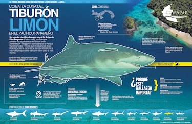 Coiba revela una cuna de tiburones y abre una nueva página para la ciencia panameña