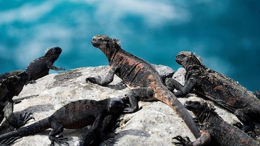 Las imágenes de las fascinantes especies del nuevo atlas de las islas Galápagos