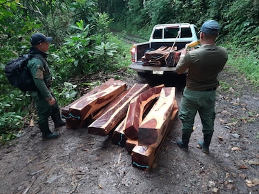 Parque Soberanía, en riesgo por la deforestación ilegal