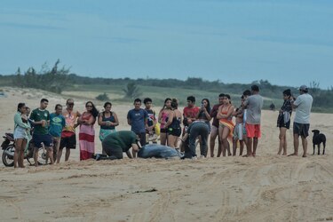 Una veintena de ballenas piloto quedan varadas cerca de una playa en el noreste de Brasil