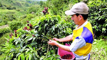 Exportadores de café temen por huelga