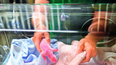 Francia mima a su bebé panda
