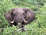 La esclavitud de los elefantes en Tailandia