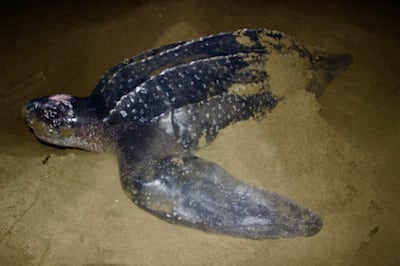 La tortuga marina más grande del mundo vuelve a anidar en Panamá