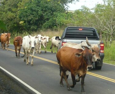 Los Santos: 400 reses con problemas de agua en Corozal