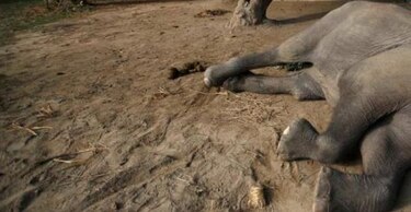 Cazadores furtivos matan con cianuro a elefantes en Zimbabue