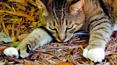 Museo de Hemingway y sus gatos, ilesos