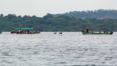 El tráfico de embarcaciones amenaza la supervivencia de los delfines en Bocas del Toro