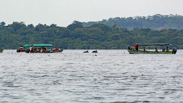 El tráfico de embarcaciones amenaza la supervivencia de los delfines en Bocas del Toro