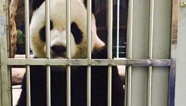 Zoológico de Taiwán publica ‘prueba de vida’ de uno de sus pandas