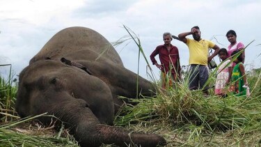 Cuatro elefantes muertos por posible envenenamiento en Sri Lanka