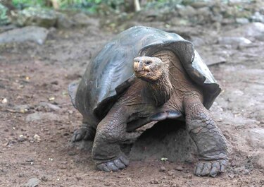 Estudio de ADN revela que hay una nueva especie de tortuga en Galápagos