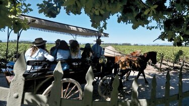 Aleccionadora excursión a un viñedo chileno
