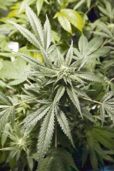 Uruguay, cerca de legalizar la marihuana