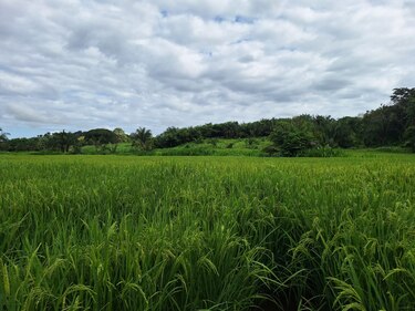 Arroceros alertan de crisis en el sector y cuestionan importaciones