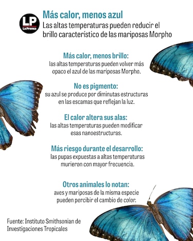 ¿Mariposas menos azules? El calor podría estar cambiando sus alas