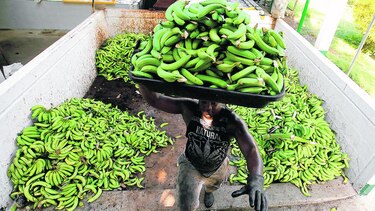 Bananeros se consolidarán