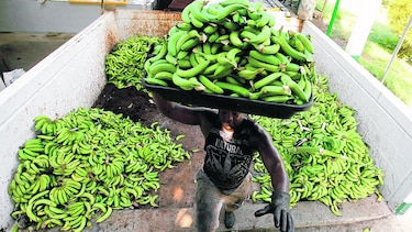 Bananeros se consolidarán