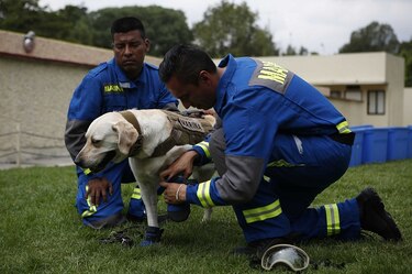 ¿A quién salvó Frida, la heroína de los perros rescatistas?