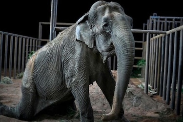 Ramba, una elefanta rescatada de un circo, llega a santuario de Brasil