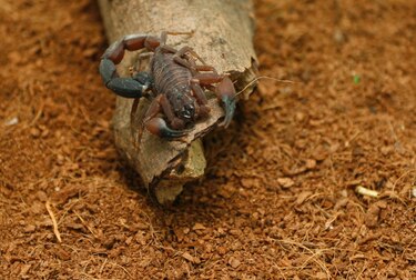 Nueva ley  busca garantizar el acceso a sueros ante mordeduras o picaduras de especies venenosas