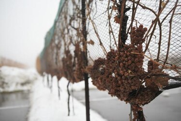 Canadá saca partido de las gélidas temperaturas con el 'vino del hielo'