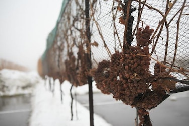 Canadá saca partido de las gélidas temperaturas con el 'vino del hielo'