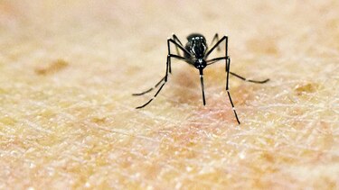 Apuestan por la tecnología para detectar a los mosquitos