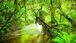 Los servicios de los ecosistemas de bosques
