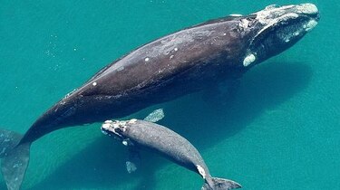 Nacimientos de ballena franca en nivel más bajo en 17 años