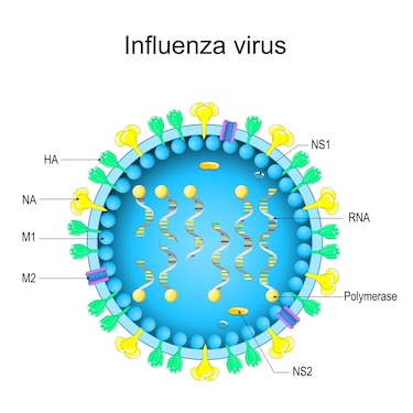 Influenza A(H3N2) en Panamá: qué son los clados, subclados y variantes