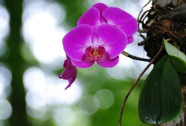 Se acerca Expo Orquídeas 2015