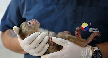 Ecuador lanza un plan para proteger a primates en peligro de extinción