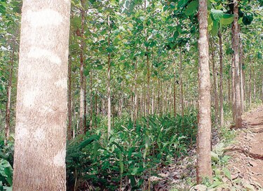 Exploran mercados para teca panameña