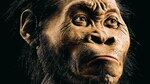 Hallan primo lejano de ‘Homo sapiens’