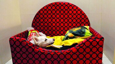 Un hotel de lujo para los perros